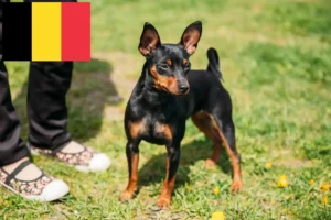 Lire la suite à propos de l’article Éleveurs de Pinscher nains et chiots en Belgique