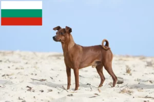 Lire la suite à propos de l’article Éleveurs de Pinscher nains et chiots en Bulgarie