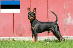 Lire la suite à propos de l’article Éleveurs de Pinscher nains et chiots en Estonie