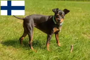 Lire la suite à propos de l’article Éleveurs de Pinscher nains et chiots en Finlande