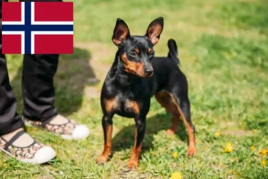 Lire la suite à propos de l’article Éleveurs de Pinscher nains et chiots en Norvège