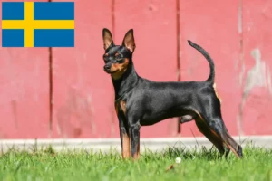 Lire la suite à propos de l’article Éleveurs de Pinscher nains et chiots en Suède