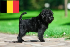 Lire la suite à propos de l’article Éleveurs de Affenpinscher et chiots en Belgique