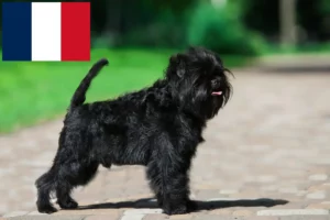 Lire la suite à propos de l’article Éleveurs de Affenpinscher et chiots en France