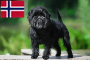 Lire la suite à propos de l’article Éleveurs de Pinscher et chiots en Norvège