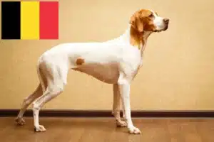 Lire la suite à propos de l’article Pointer anglais éleveurs et chiots en Belgique