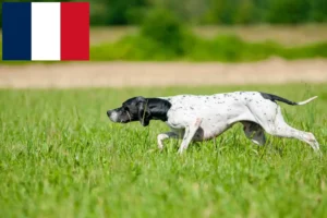 Lire la suite à propos de l’article Pointer anglais éleveurs et chiots en France