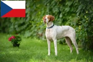 Lire la suite à propos de l’article Pointer anglais éleveurs et chiots en République tchèque