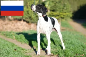 Lire la suite à propos de l’article Pointer anglais éleveurs et chiots en Russie