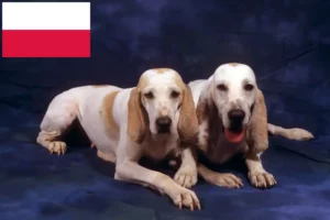 Lire la suite à propos de l’article Éleveurs de Porcelaine et chiots en Pologne