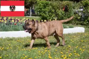 Lire la suite à propos de l’article Presa Canario éleveurs et chiots en Autriche