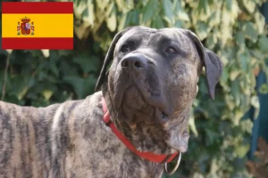 Lire la suite à propos de l’article Presa Canario éleveurs et chiots en Espagne