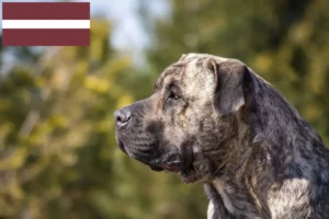 Lire la suite à propos de l’article Presa Canario éleveurs et chiots en Lettonie