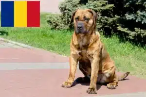 Lire la suite à propos de l’article Presa Canario éleveurs et chiots en Roumanie