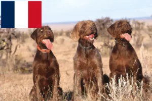 Lire la suite à propos de l’article Éleveurs de caniches pointers et chiots en France