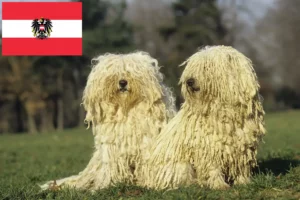 Lire la suite à propos de l’article Éleveurs de Puli et chiots en Autriche