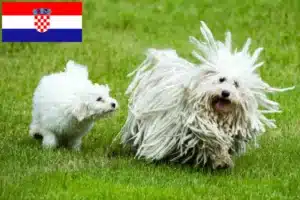 Lire la suite à propos de l’article Éleveurs de Puli et chiots en Croatie