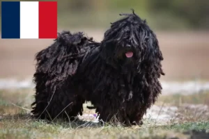 Lire la suite à propos de l’article Éleveurs de Puli et chiots en France