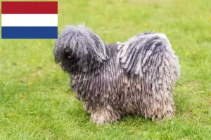 Lire la suite à propos de l’article Éleveurs de Puli et chiots aux Pays-Bas