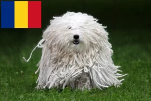 Lire la suite à propos de l’article Éleveurs de Puli et chiots en Roumanie