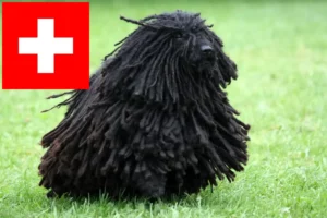 Lire la suite à propos de l’article Eleveurs de Puli et chiots en Suisse