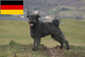 Lire la suite à propos de l’article Pumi éleveurs et chiots en Allemagne