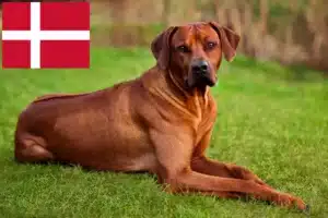 Lire la suite à propos de l’article Éleveurs de Rhodesian Ridgeback et chiots au Danemark