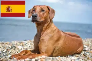 Lire la suite à propos de l’article Éleveurs de Rhodesian Ridgeback et chiots en Espagne