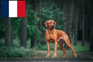 Lire la suite à propos de l’article Éleveurs de Rhodesian Ridgeback et chiots en France