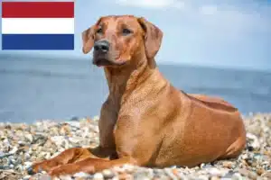 Lire la suite à propos de l’article Éleveurs de Rhodesian Ridgeback et chiots aux Pays-Bas