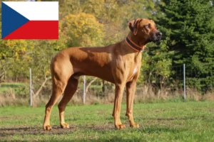 Lire la suite à propos de l’article Éleveurs de Rhodesian Ridgeback et chiots en République tchèque