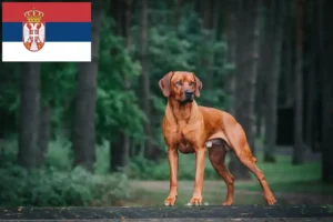 Lire la suite à propos de l’article Éleveurs de Rhodesian Ridgeback et chiots en Serbie