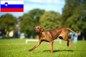 Lire la suite à propos de l’article Éleveurs de Rhodesian Ridgeback et chiots en Slovénie