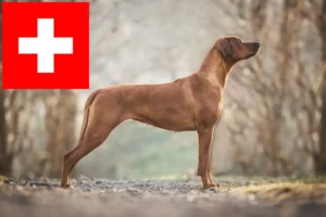 Lire la suite à propos de l’article Éleveurs de Rhodesian Ridgeback et chiots en Suisse