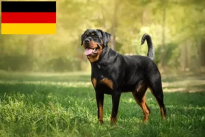 Lire la suite à propos de l’article Éleveurs de Rottweilers et chiots en Allemagne