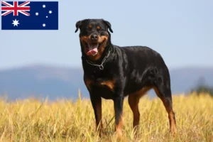 Lire la suite à propos de l’article Éleveurs de Rottweilers et chiots en Australie