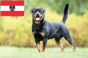 Lire la suite à propos de l’article Éleveurs de Rottweilers et chiots en Autriche