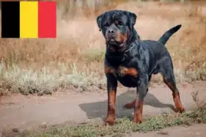 Lire la suite à propos de l’article Éleveurs de Rottweilers et chiots en Belgique