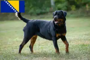 Lire la suite à propos de l’article Éleveurs de Rottweilers et chiots en Bosnie-Herzégovine