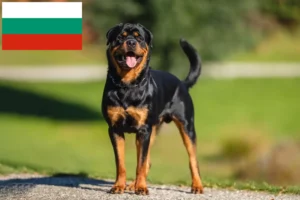 Lire la suite à propos de l’article Éleveurs de Rottweilers et chiots en Bulgarie