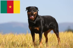 Lire la suite à propos de l’article Éleveurs de Rottweiler et chiots au Cameroun