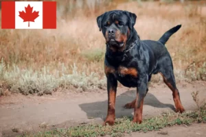 Lire la suite à propos de l’article Éleveurs de Rottweiler et chiots au Canada