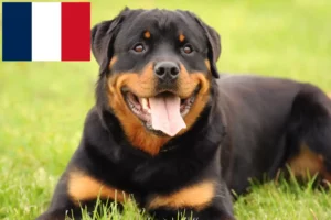 Lire la suite à propos de l’article Éleveurs de Rottweilers et chiots en France