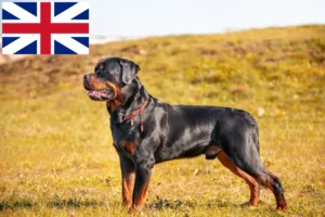 Lire la suite à propos de l’article Éleveurs de Rottweilers et chiots en Grande-Bretagne