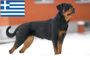 Lire la suite à propos de l’article Éleveurs de Rottweilers et chiots en Grèce