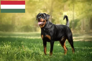 Lire la suite à propos de l’article Éleveurs de Rottweiler et chiots en Hongrie