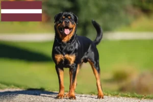 Lire la suite à propos de l’article Éleveurs de Rottweiler et chiots en Lettonie