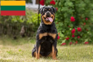 Lire la suite à propos de l’article Éleveurs de Rottweilers et chiots en Lituanie