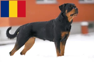 Lire la suite à propos de l’article Éleveurs de Rottweilers et chiots en Roumanie