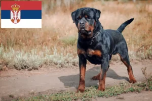 Lire la suite à propos de l’article Éleveurs de Rottweilers et chiots en Serbie